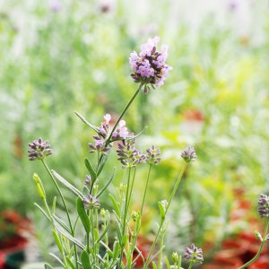 Hybrida Lady Lavender