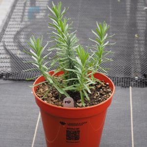 Munstead dwarf Lavender