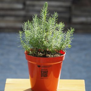 Papillon Lavender