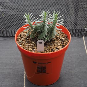 Spicata Muffet`s Childern Lavender